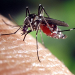 Protecting your home against mosquitoes